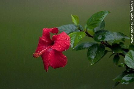 Hibisco de flor roja. - Flora - IMÁGENES VARIAS. Foto No. 44591