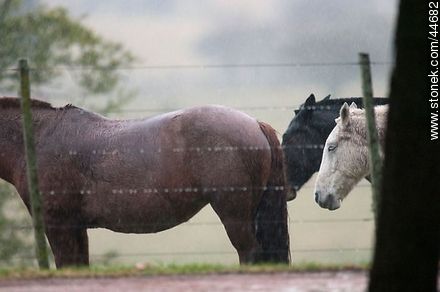 Horses under the rain - Fauna - MORE IMAGES. Photo #44682