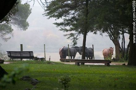 Horses under the rain - Department of Florida - URUGUAY. Photo #44559