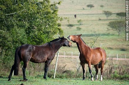 Playing horses - Fauna - MORE IMAGES. Photo #44410