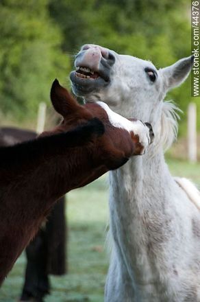 Juego de caballos - Fauna - IMÁGENES VARIAS. Foto No. 44376