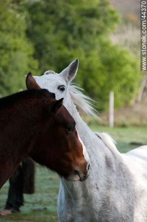 Juego de caballos - Fauna - IMÁGENES VARIAS. Foto No. 44370