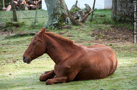 Resting horse - Department of Florida - URUGUAY. Photo #44403