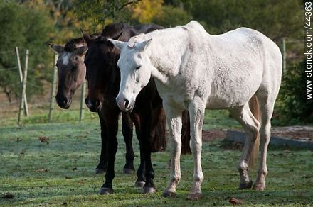 Trío de caballos - Fauna - IMÁGENES VARIAS. Foto No. 44363