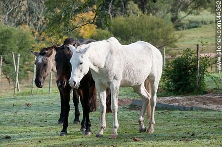 Trío de caballos - Fauna - IMÁGENES VARIAS. Foto No. 44362