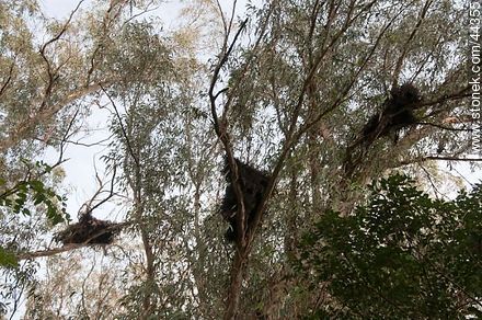 Nidos de cotorra sobre eucaliptos - Departamento de Florida - URUGUAY. Foto No. 44355