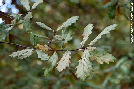 Oak leaves in autumn - Flora - MORE IMAGES. Photo #44243