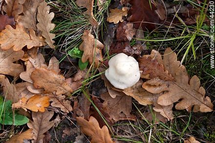 Mushroom within dry oak leaves - Department of Florida - URUGUAY. Photo #44230