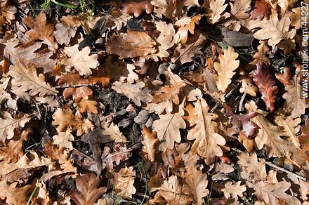 Dry oak leaves - Flora - MORE IMAGES. Photo #44227