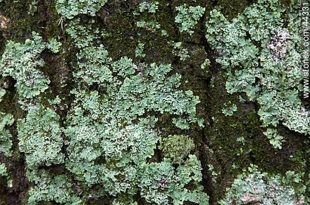 Lichen - Flora - MORE IMAGES. Photo #44331