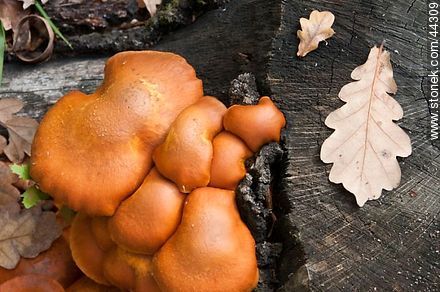 Mushrooms - Flora - MORE IMAGES. Photo #44309