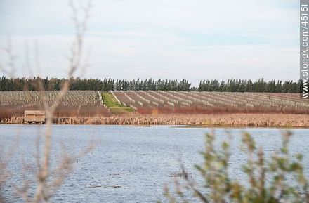 Lagoon and vineyards in winter - Department of Montevideo - URUGUAY. Photo #45151