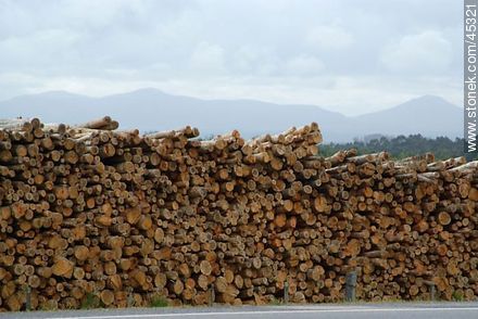 Storing of logs -  - MORE IMAGES. Photo #45321