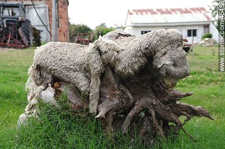 Piel de oveja -  - URUGUAY. Foto No. 45458