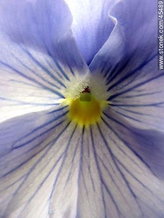 Pensamiento lila - Flora - IMÁGENES VARIAS. Foto No. 45489
