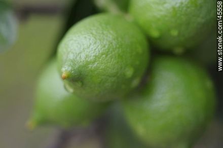 Limones verdes - Flora - IMÁGENES VARIAS. Foto No. 45558