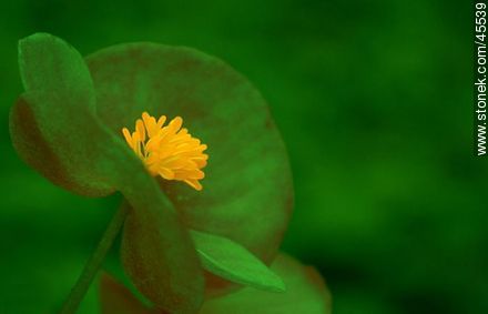 Begonia - Flora - MORE IMAGES. Photo #45539