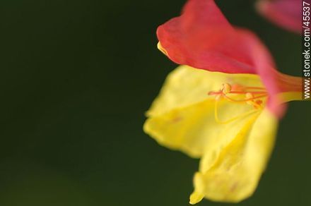 four o'clock flower or marvel of Peru - Flora - MORE IMAGES. Photo #45537