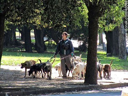 Paseador de perros - Departamento de Montevideo - URUGUAY. Foto No. 46088