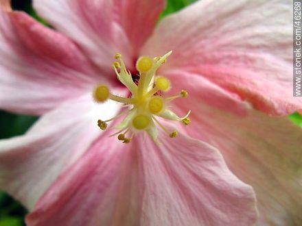 Double pink hibiscus - Flora - MORE IMAGES. Photo #46268