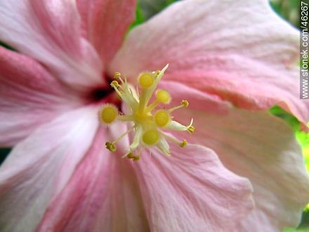 Double pink hibiscus - Flora - MORE IMAGES. Photo #46267
