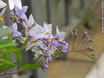solanum jasminoides - Flora - MORE IMAGES. Photo #46262