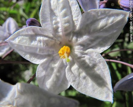 Falso jazmín o jazmín solano o parra de la patata o velo de novia o flor de Sandiego - Flora - IMÁGENES VARIAS. Foto No. 46259