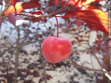 Plum in a plum tree - Flora - MORE IMAGES. Photo #46244
