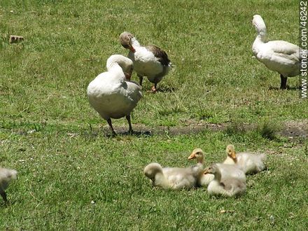 Goose family - Fauna - MORE IMAGES. Photo #46242