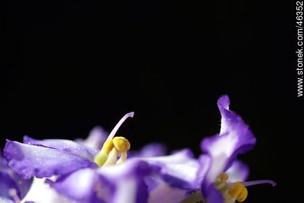 African violet - Flora - MORE IMAGES. Photo #46352
