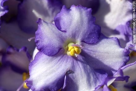 African violet - Flora - MORE IMAGES. Photo #46351