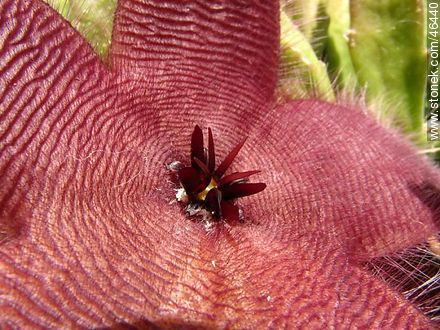Stapelia grandiflora - Flora - IMÁGENES VARIAS. Foto No. 46440