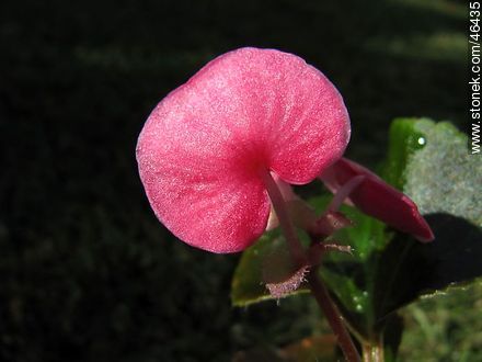 Begonia semperflorens - Flora - MORE IMAGES. Photo #46435