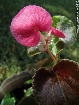 Begonia semperflorens - Flora - MORE IMAGES. Photo #46432