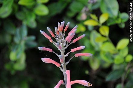 Flor de aloe - Flora - IMÁGENES VARIAS. Foto No. 46443
