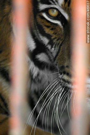 Caged tiger - Department of Montevideo - URUGUAY. Photo #46637