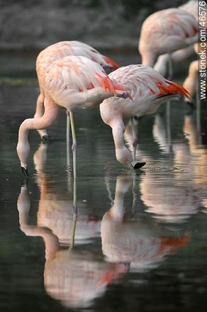 Flamingos - Department of Montevideo - URUGUAY. Photo #46576