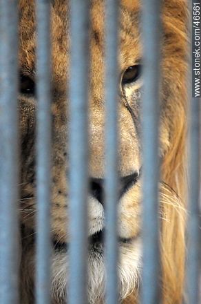 Caged lion - Department of Montevideo - URUGUAY. Photo #46561