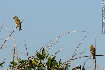 Brown - and - Yellow Marshbirds - Department of Rocha - URUGUAY. Photo #46922