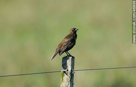 Brown - and - Yellow Marshbird - Fauna - MORE IMAGES. Photo #46898