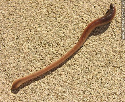 Earthworm - Fauna - MORE IMAGES. Photo #47023