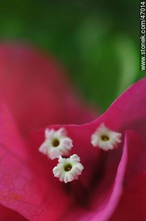 Fuchsia bougainvillea - Flora - MORE IMAGES. Photo #47014
