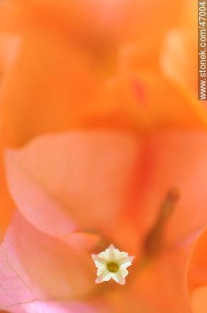 Orange bougainvillea - Flora - MORE IMAGES. Photo #47004