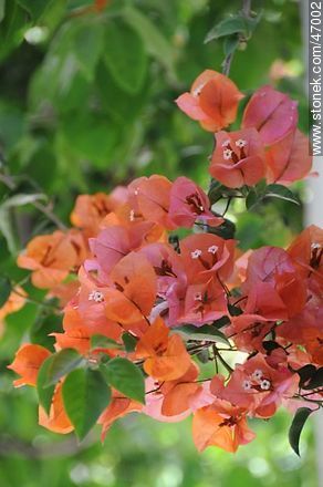 Orange bougainvillea - Flora - MORE IMAGES. Photo #47002