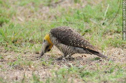 Field Flicker - Fauna - MORE IMAGES. Photo #47050