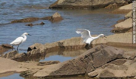 Snowy Egret - Fauna - MORE IMAGES. Photo #47223