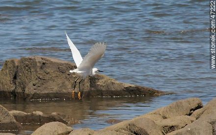 Snowy Egret - Fauna - MORE IMAGES. Photo #47222