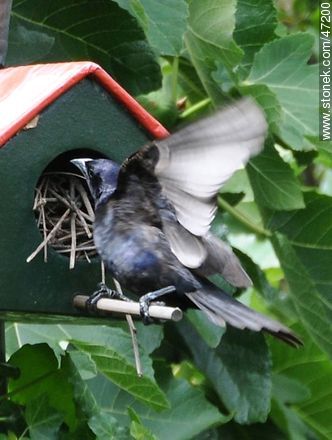 Shiny Cowbird visiting a House Wren's nest - Fauna - MORE IMAGES. Photo #47200