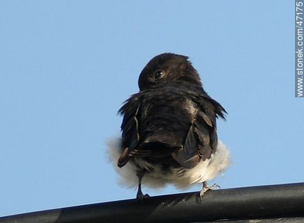 Blue-and-white Swallow - Fauna - MORE IMAGES. Photo #47175