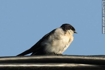 Blue-and-white Swallow - Fauna - MORE IMAGES. Photo #47173